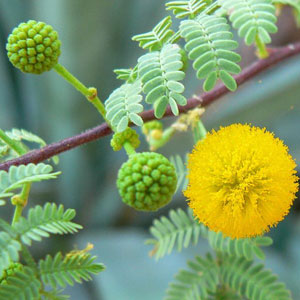 acacia-arabica