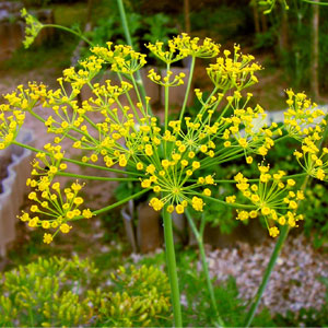 anethum-graveolens