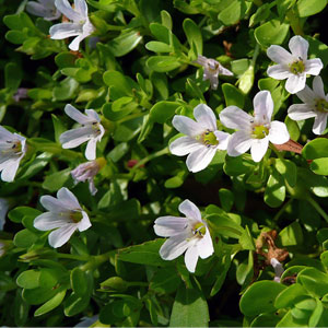 bacopa-monnieri