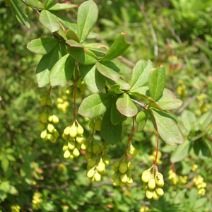 berberis-aristata