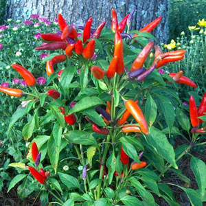 capsicum-annuum